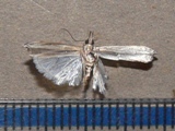 Angustalius sp1